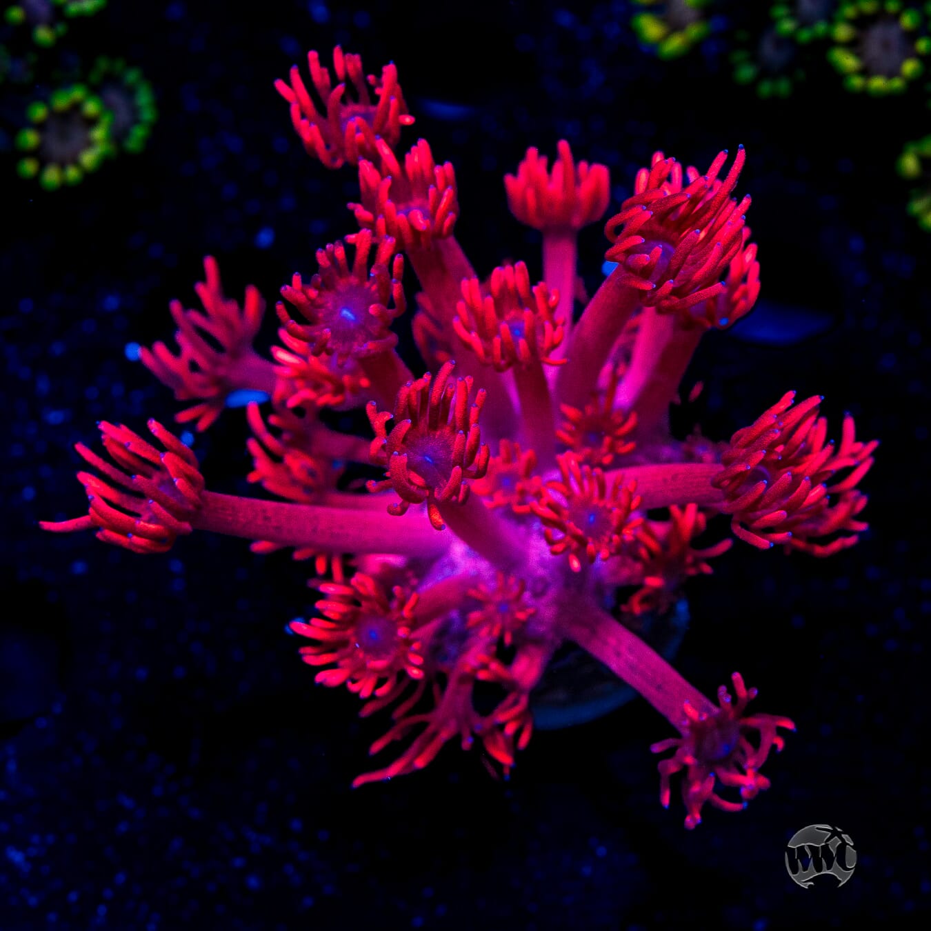 WWC Ruby Red Goniopora