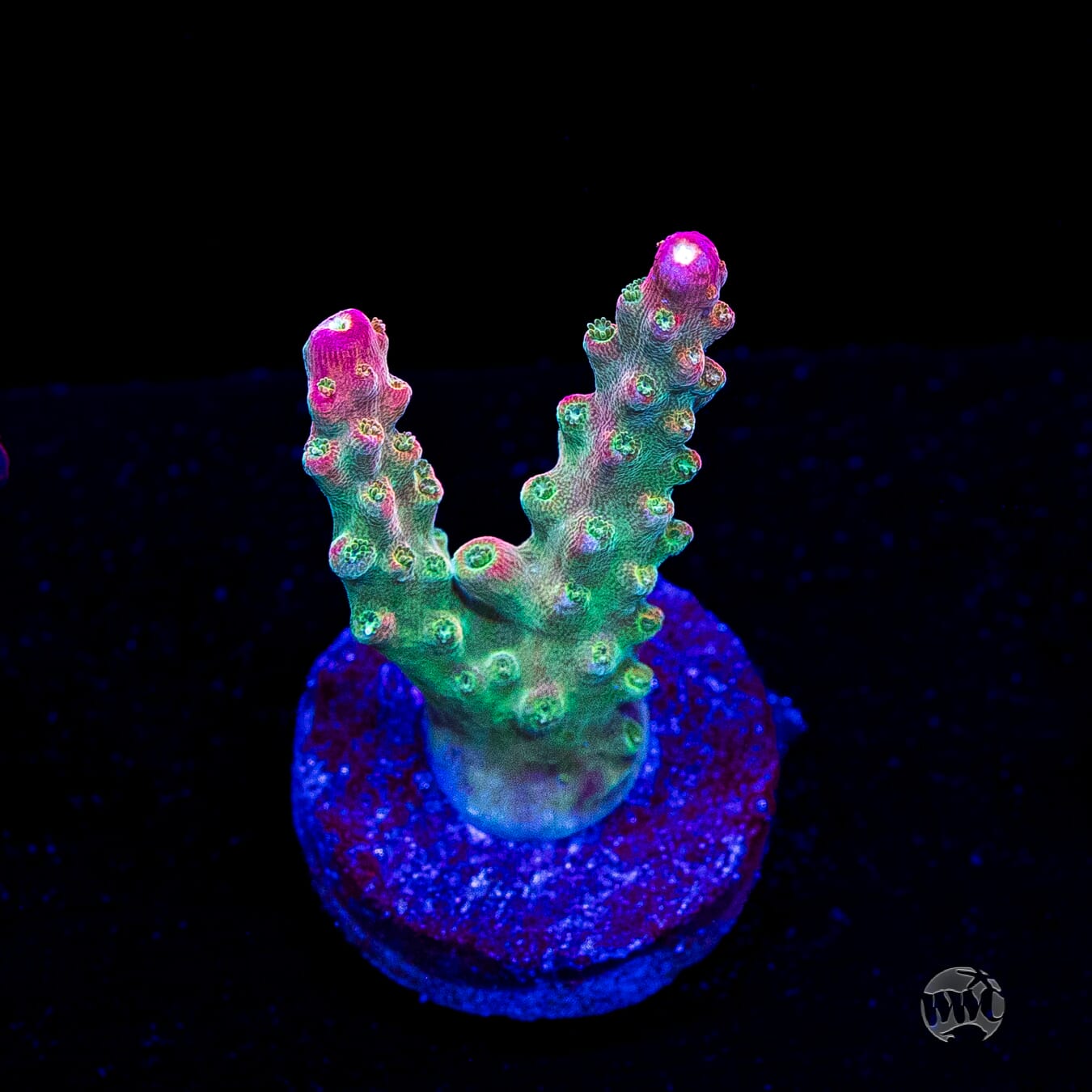 Jason Fox Shock Tart Acropora