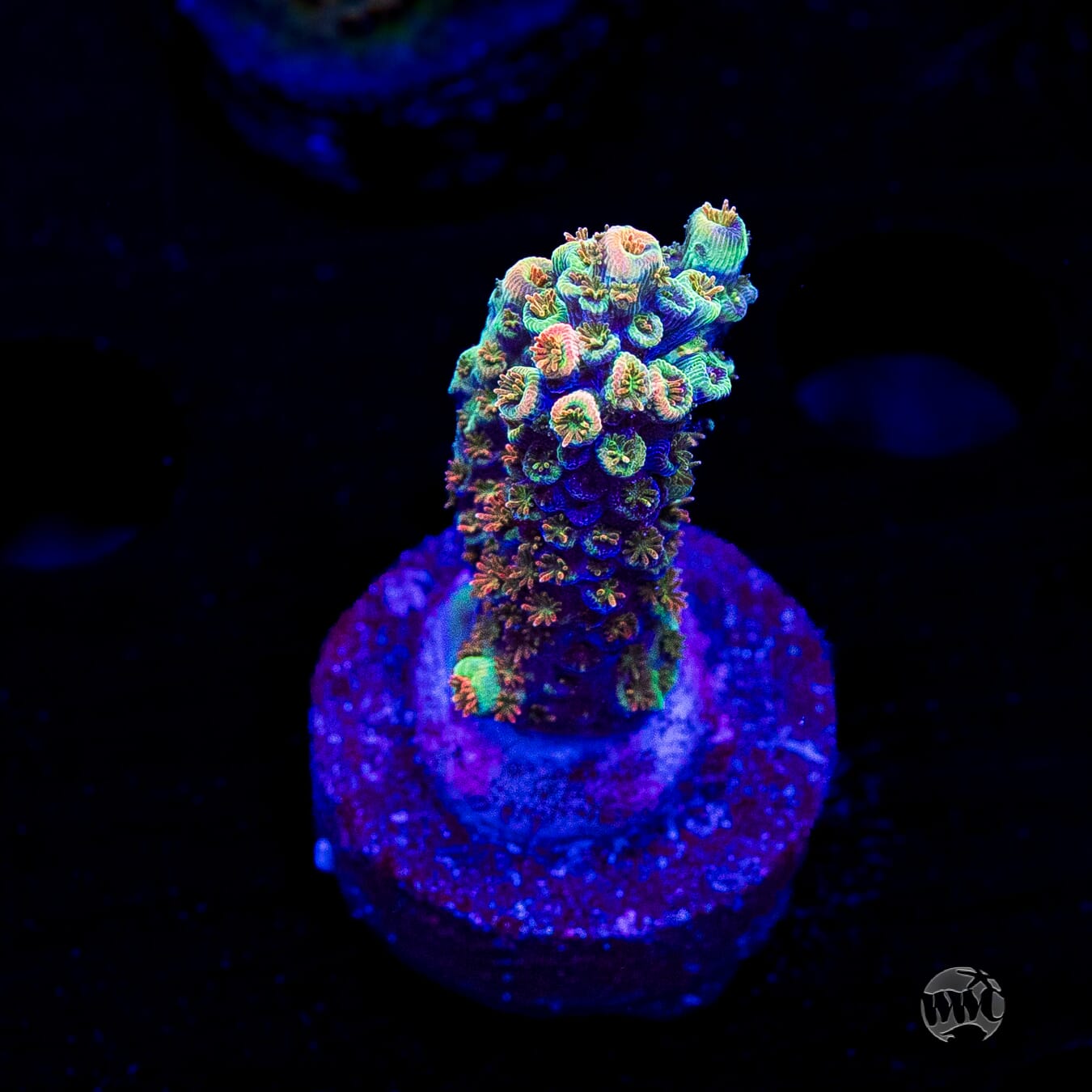Bill Murray Acropora