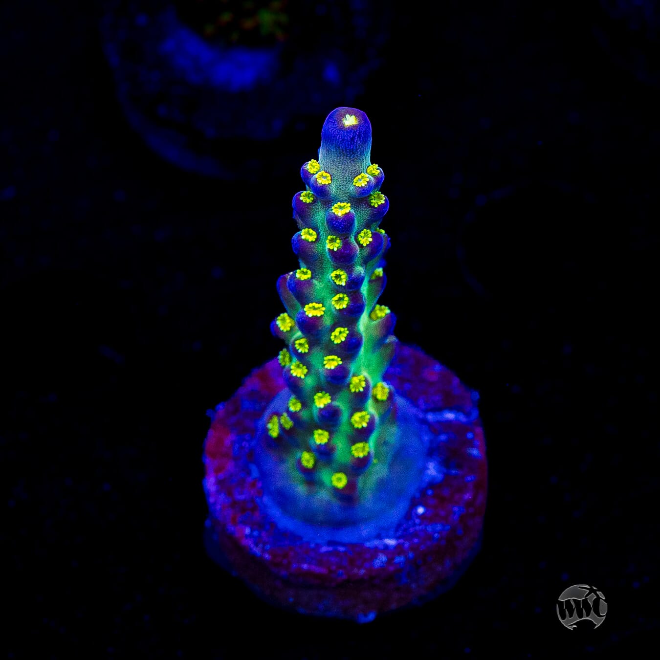 Jason Fox Fantasy Island Acropora