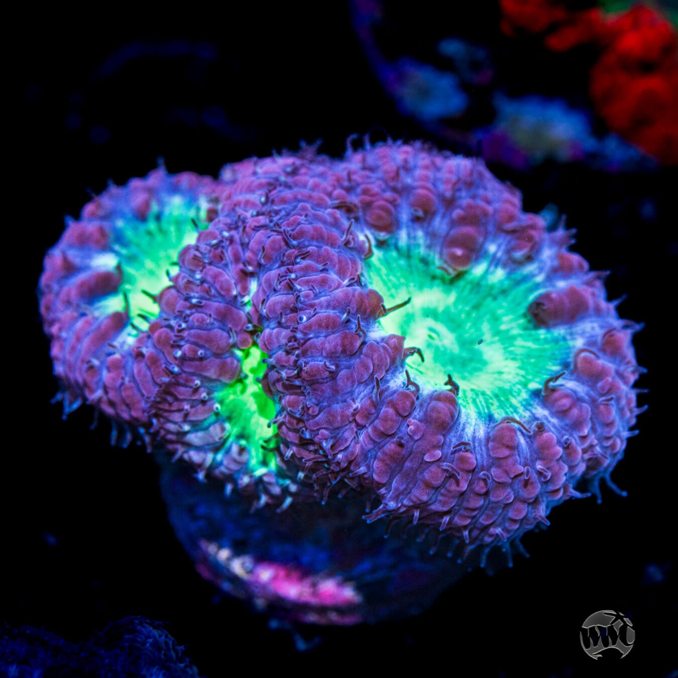 Neon Blastomussa