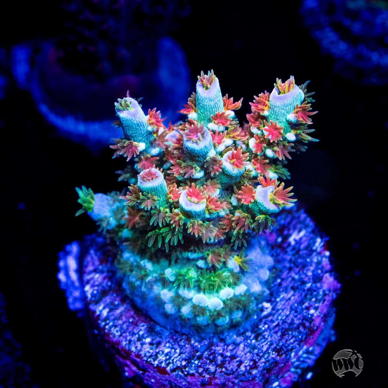 WWC Hair of the Dog Tenuis Acropora