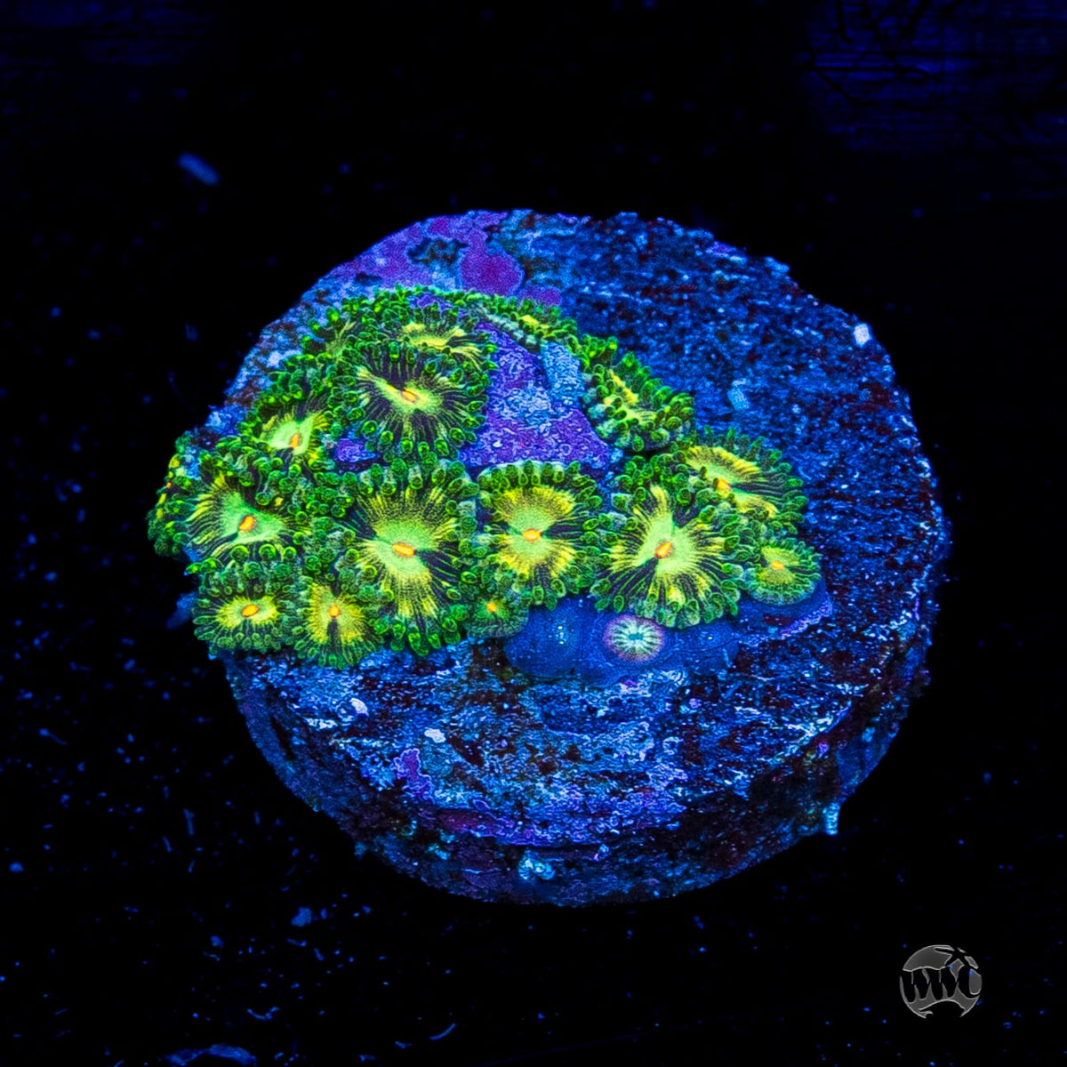 WWC Emerald Nightmare Zoanthids