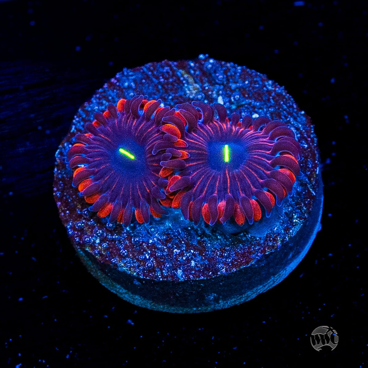 Wannabe RPE Zoanthids