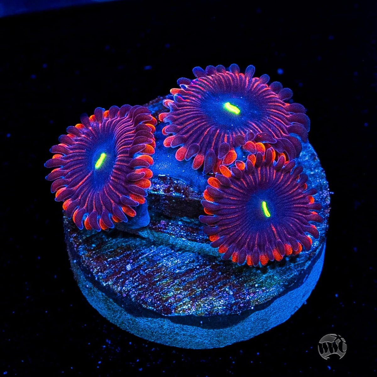 Wannabe RPE Zoanthids