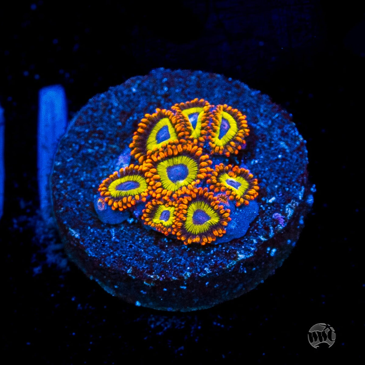 Fruit Loopz Zoanthids