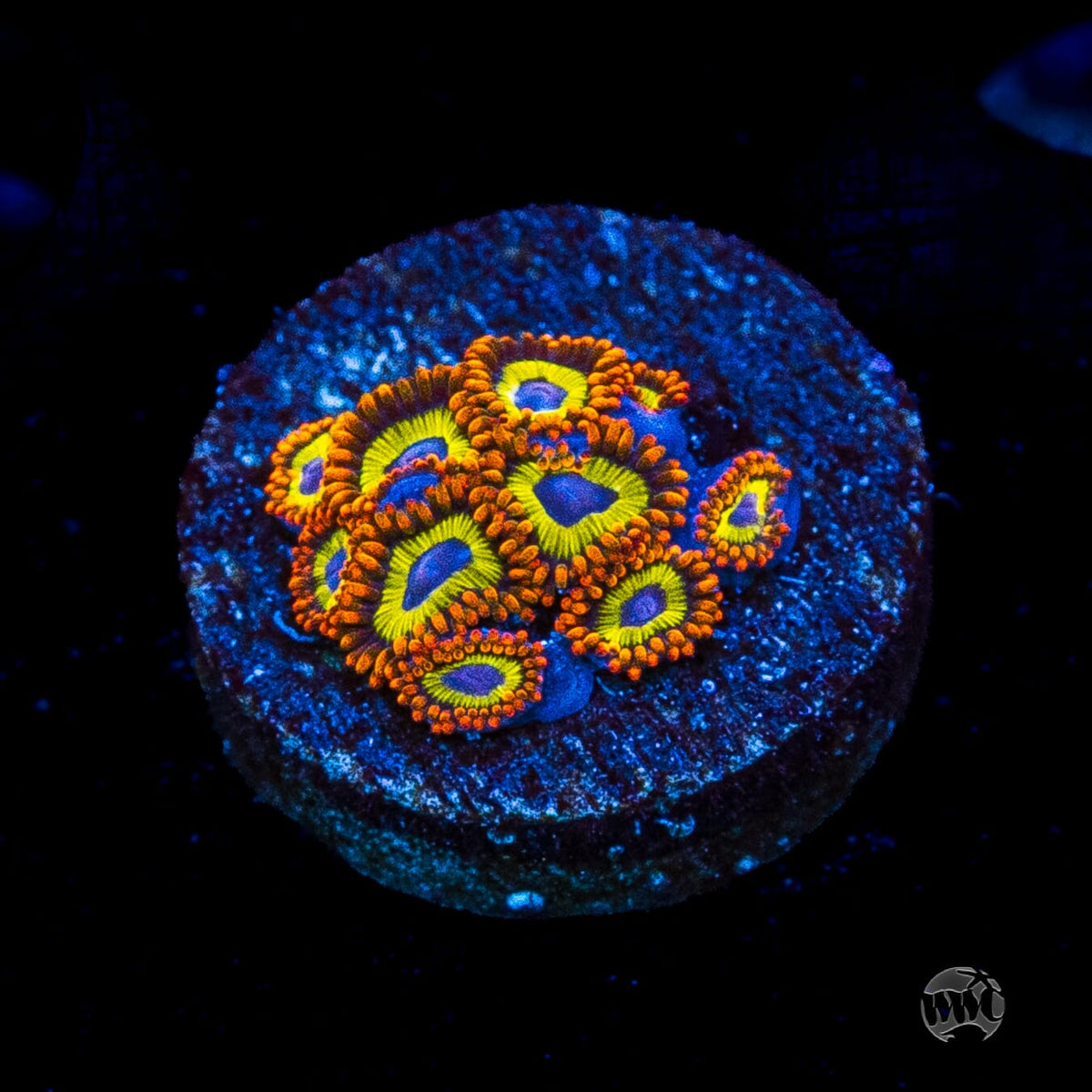 Fruit Loopz Zoanthids