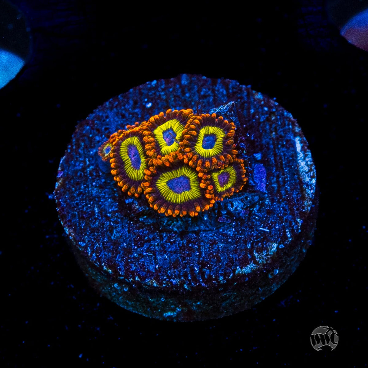 Fruit Loopz Zoanthids