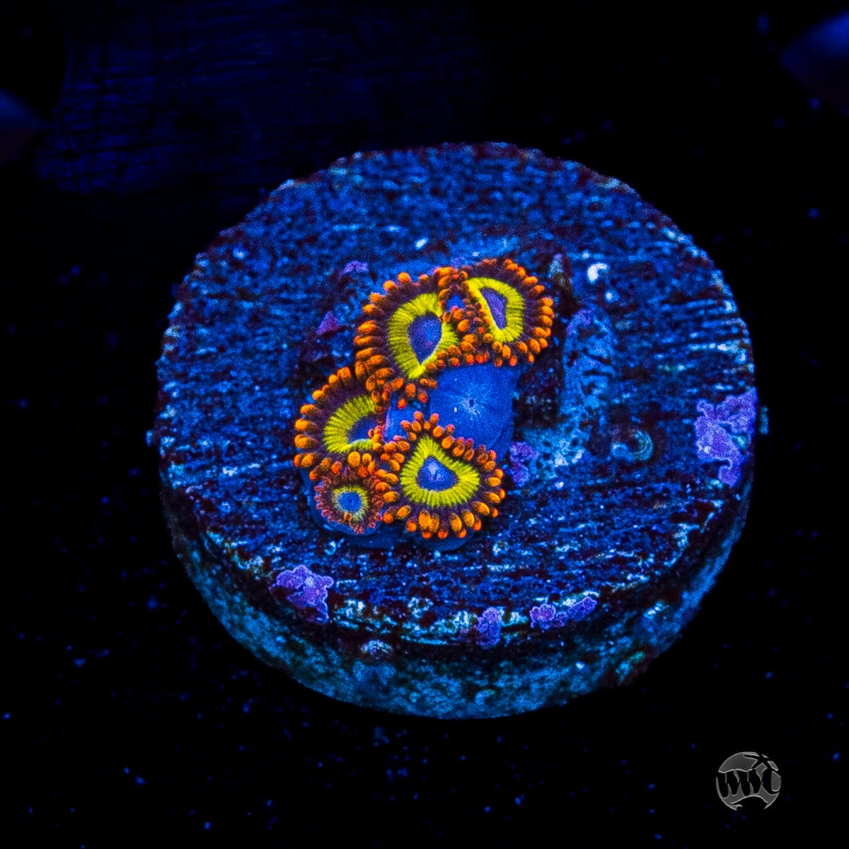 Fruit Loopz Zoanthids