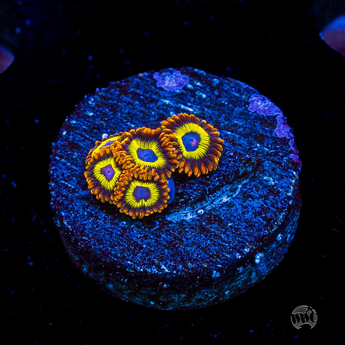 Fruit Loopz Zoanthids