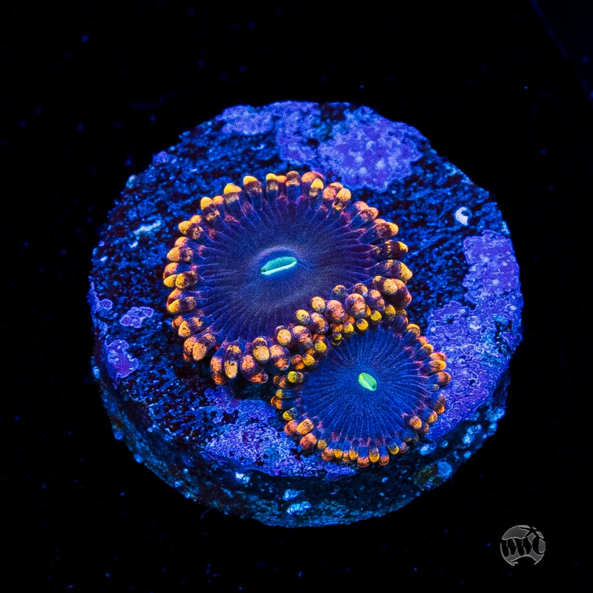 WWC Ultimate Chaos Zoanthids