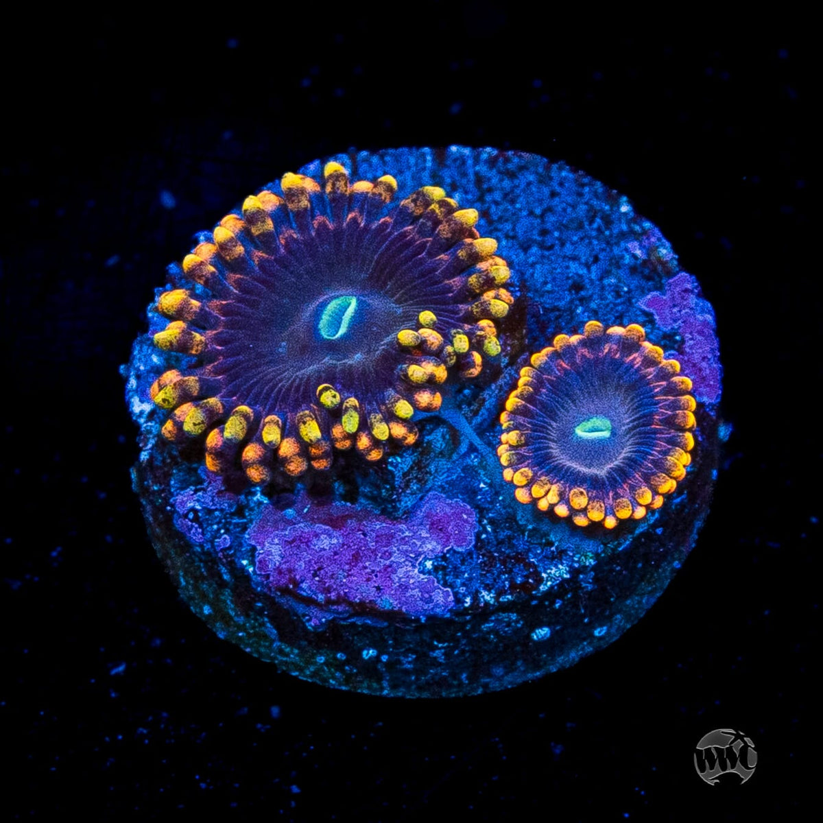 WWC Ultimate Chaos Zoanthids