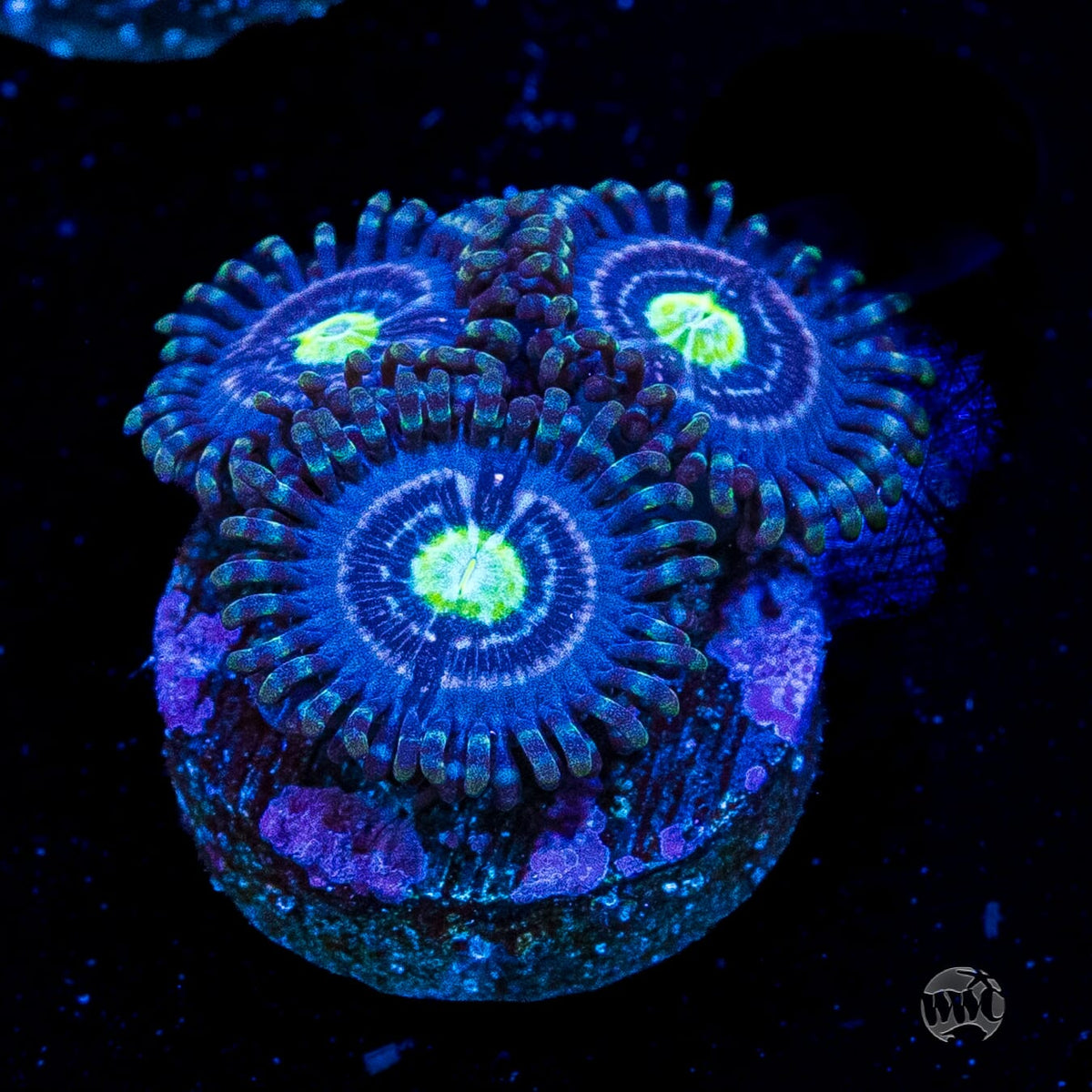 WWC Avocado Smasher Zoanthids
