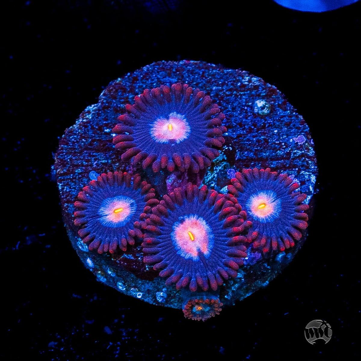 WWC Blue Steel Zoanthids