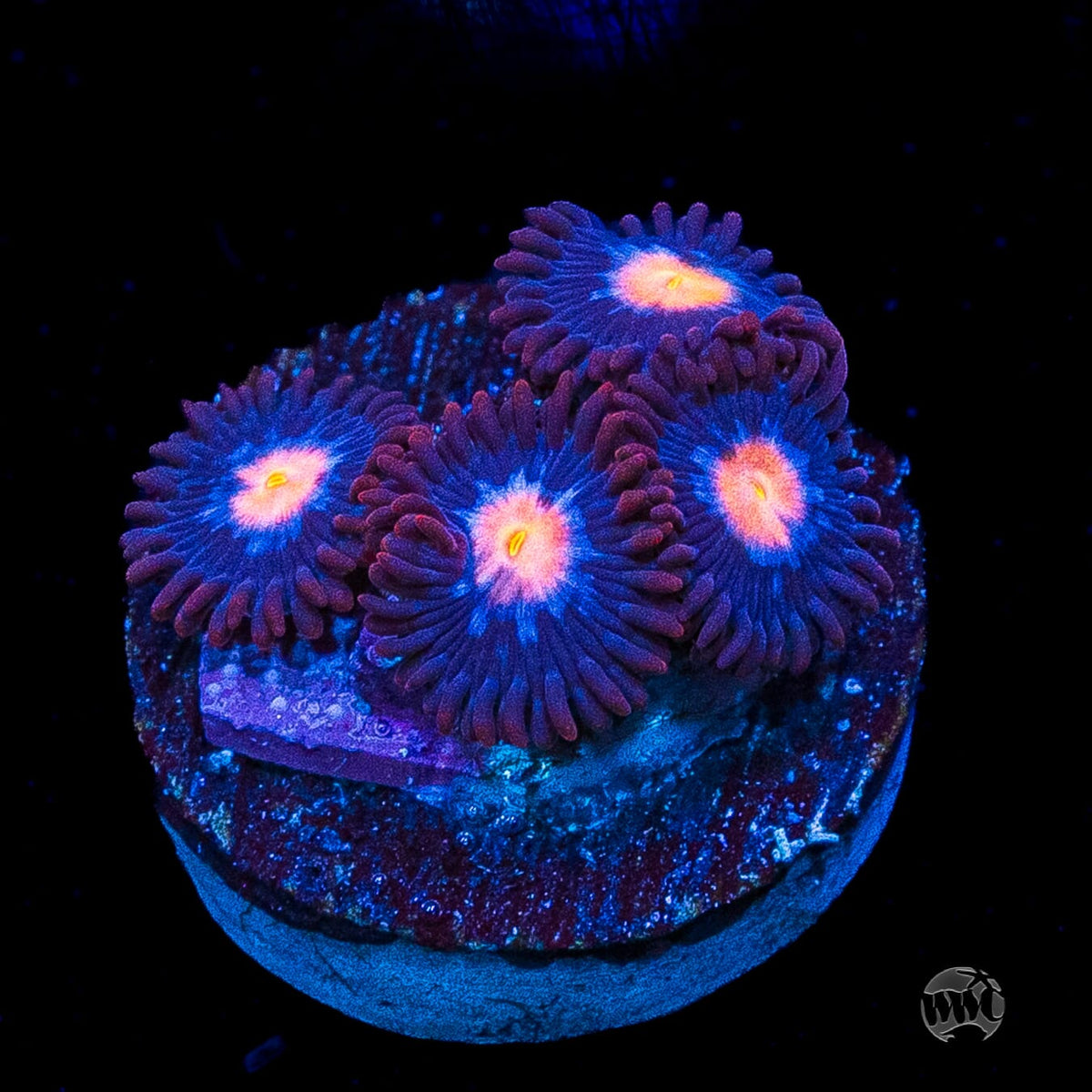 WWC Blue Steel Zoanthids
