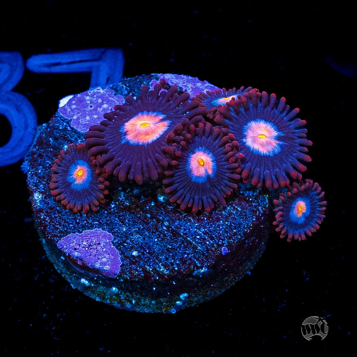 WWC Blue Steel Zoanthids