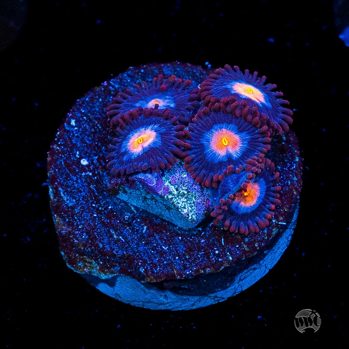 WWC Blue Steel Zoanthids
