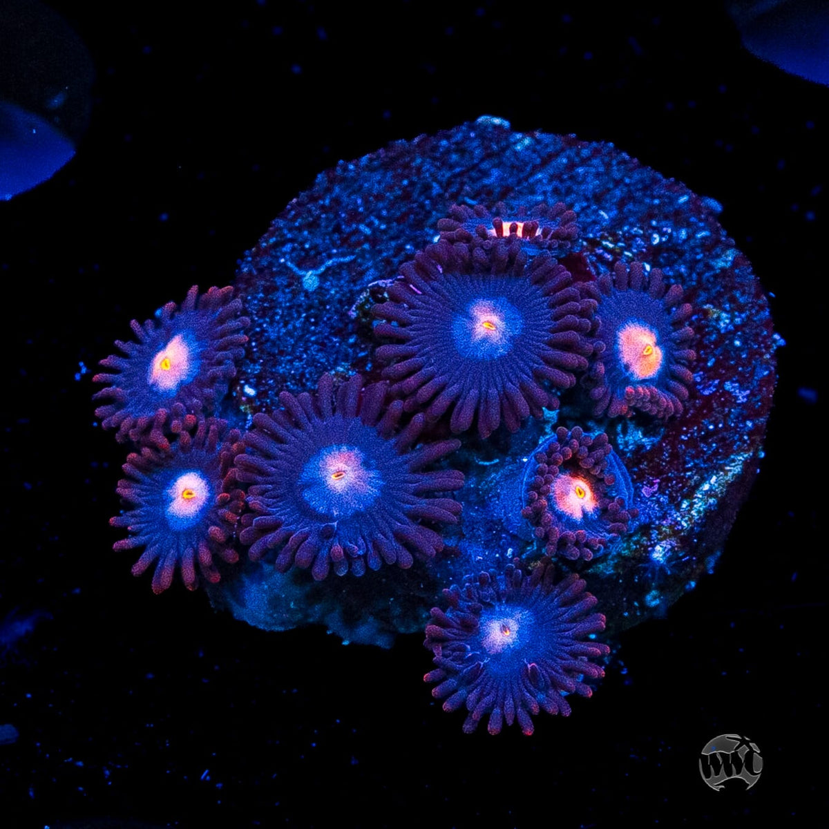 WWC Blue Steel Zoanthids
