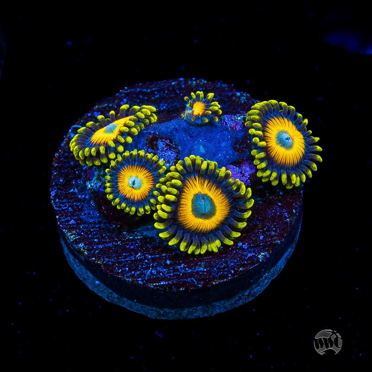 Scrambled Eggs Zoanthids