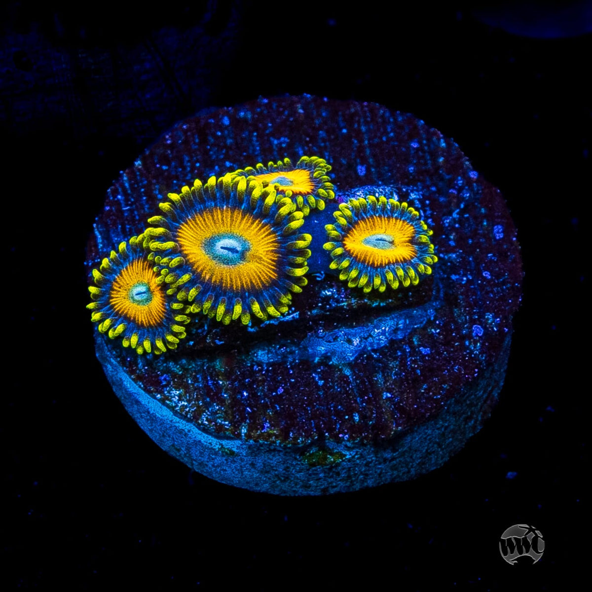 Scrambled Eggs Zoanthids