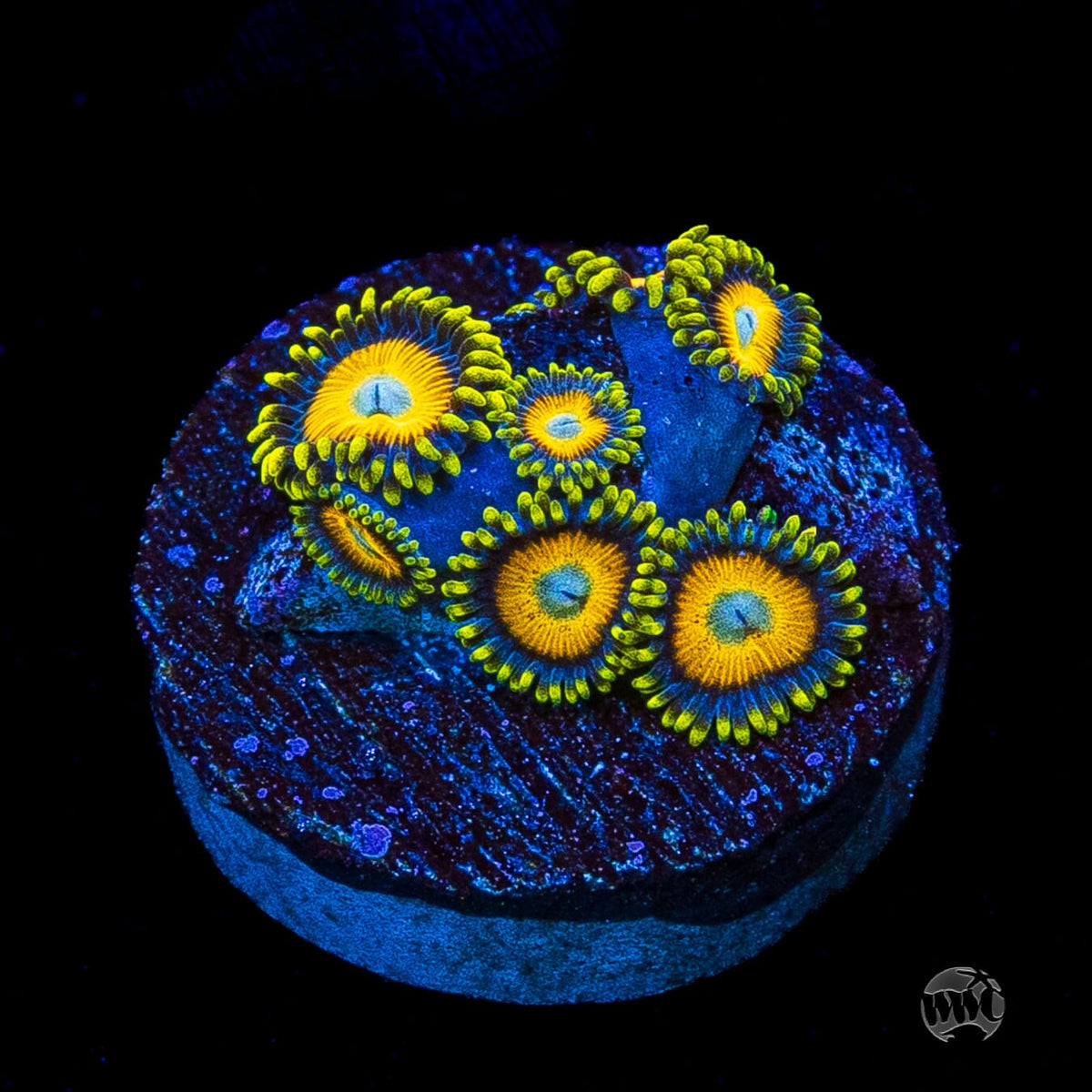 Scrambled Eggs Zoanthids