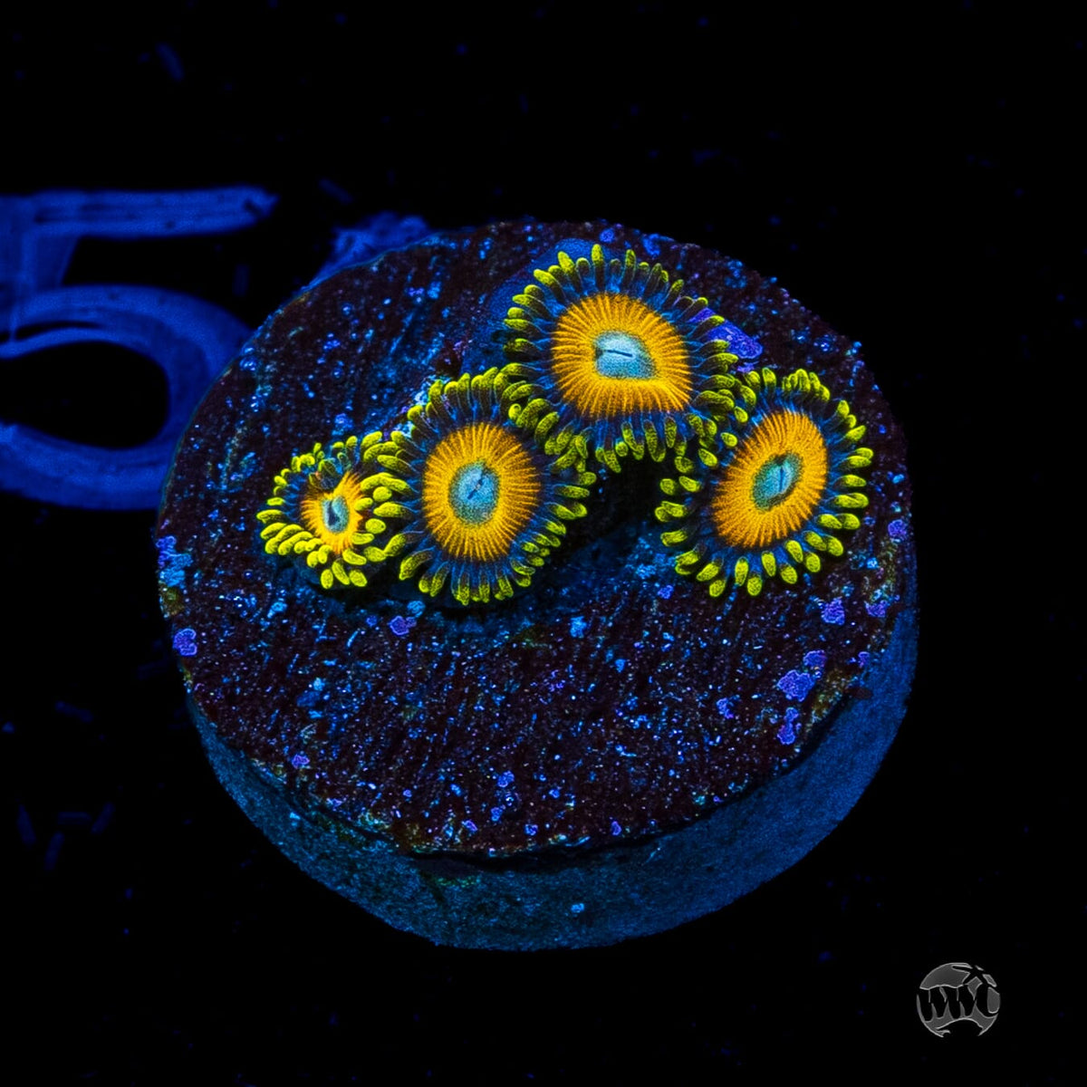 Scrambled Eggs Zoanthids