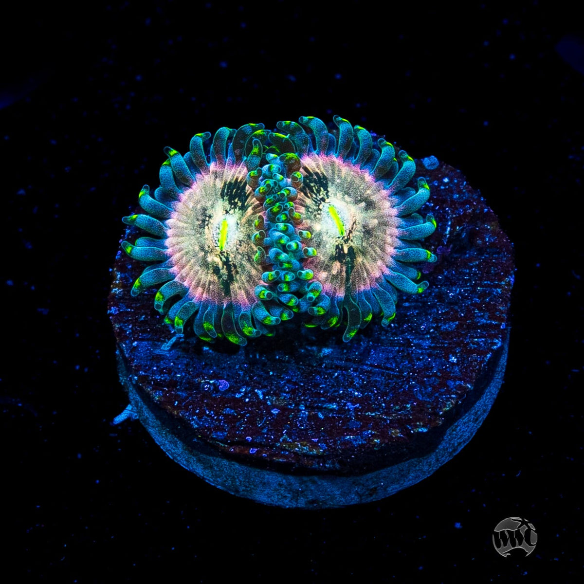 Hawaiian Ding Dang Zoanthids