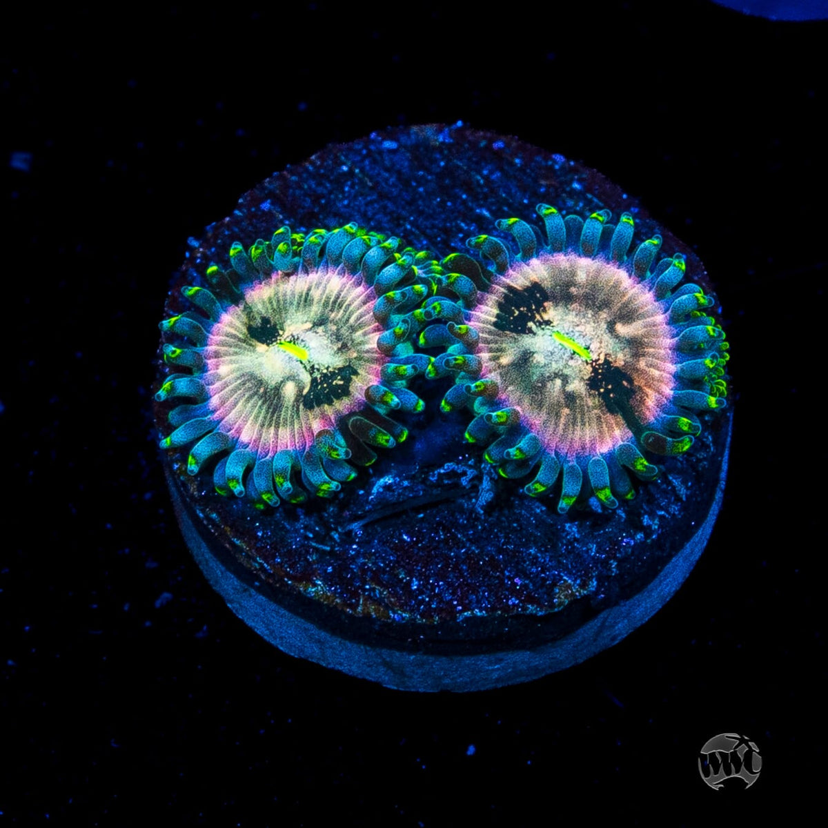 Hawaiian Ding Dang Zoanthids