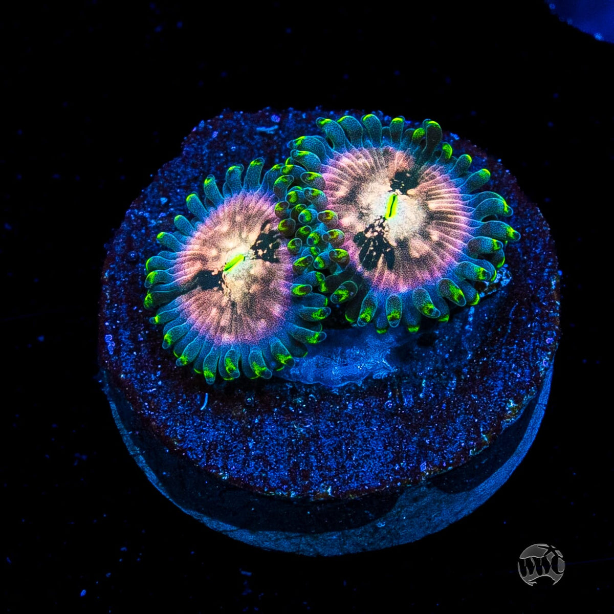Hawaiian Ding Dang Zoanthids