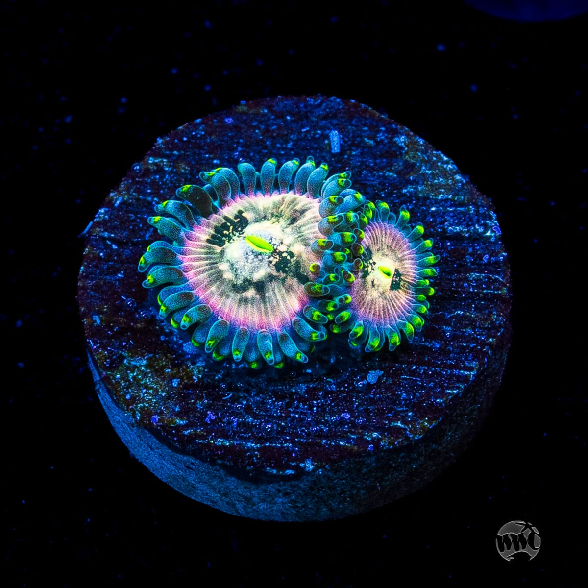 Hawaiian Ding Dang Zoanthids