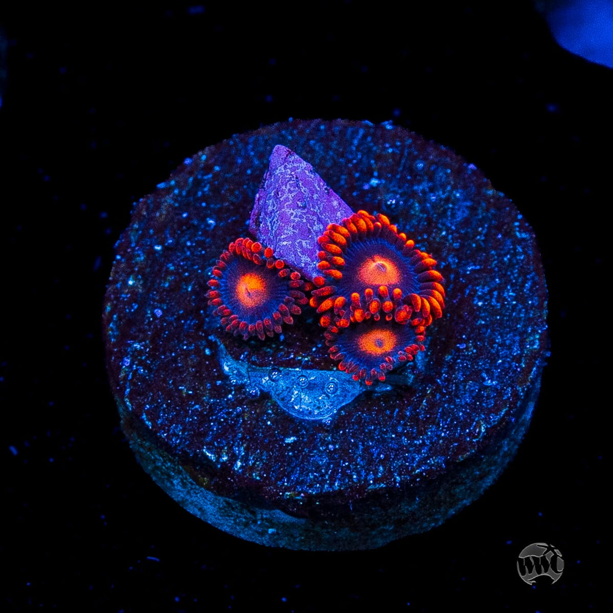 WWC Clementine Zoanthids