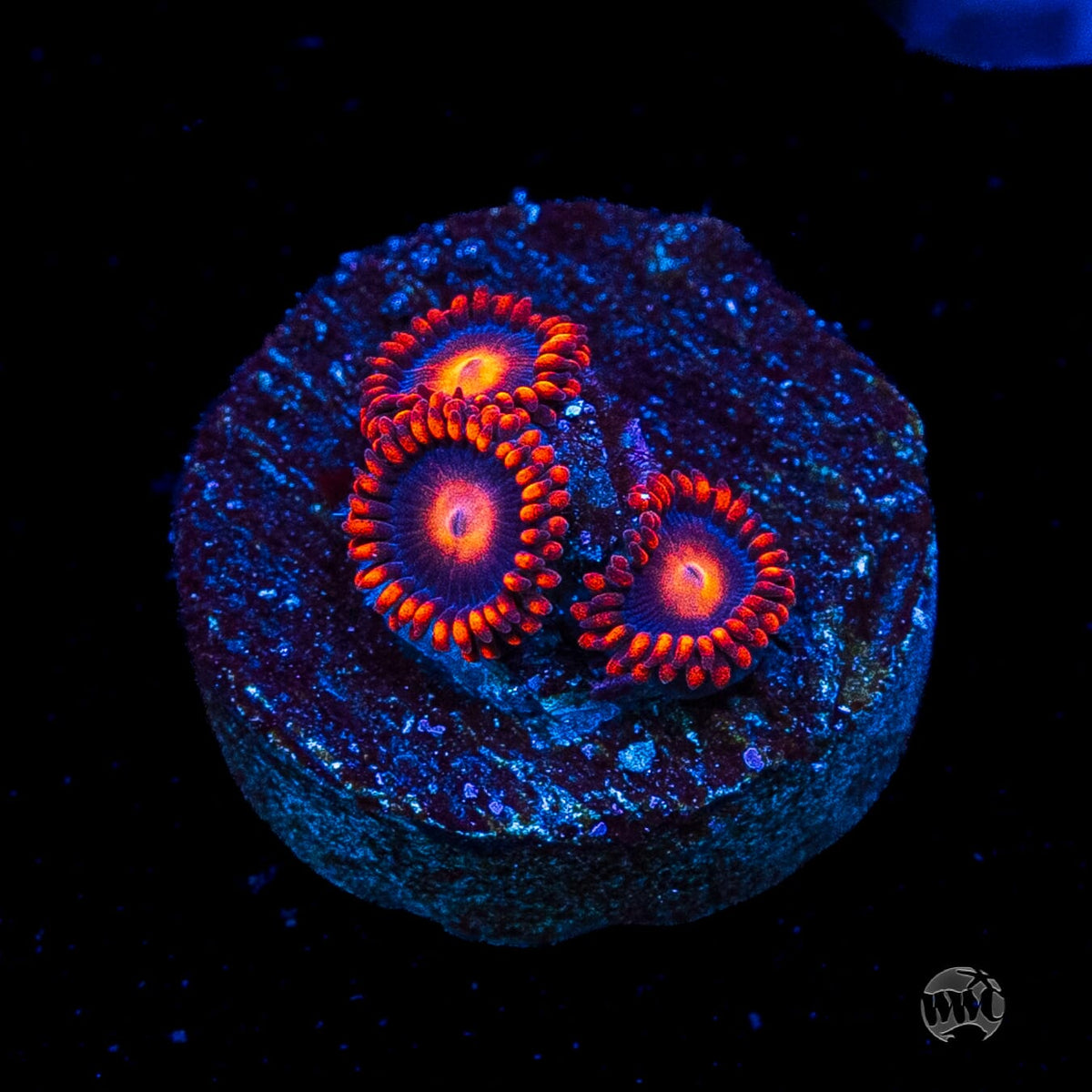 WWC Clementine Zoanthids