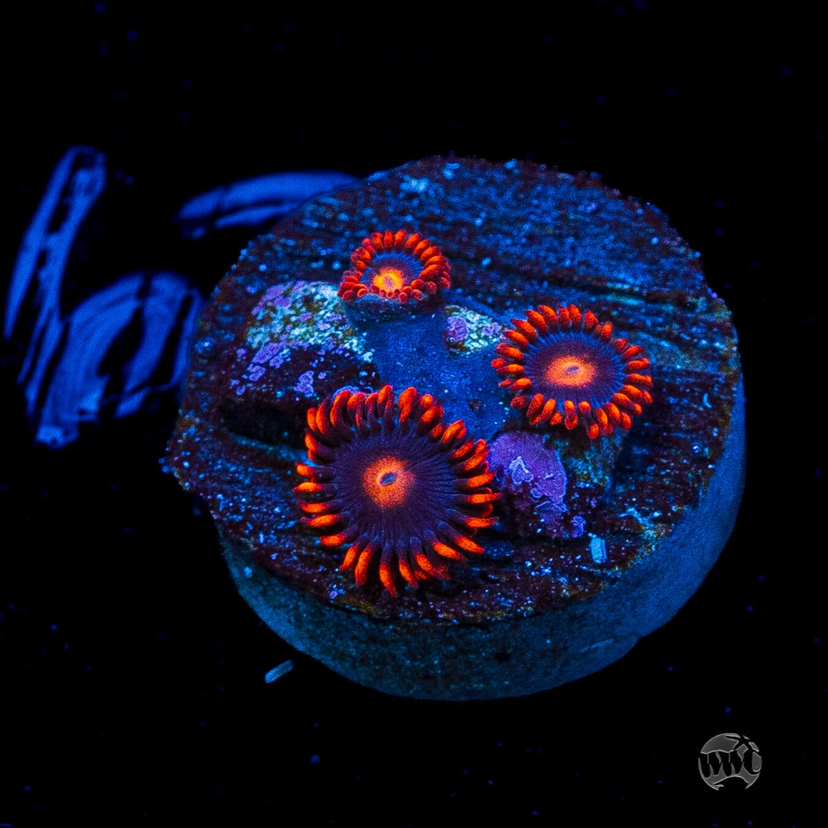 WWC Clementine Zoanthids