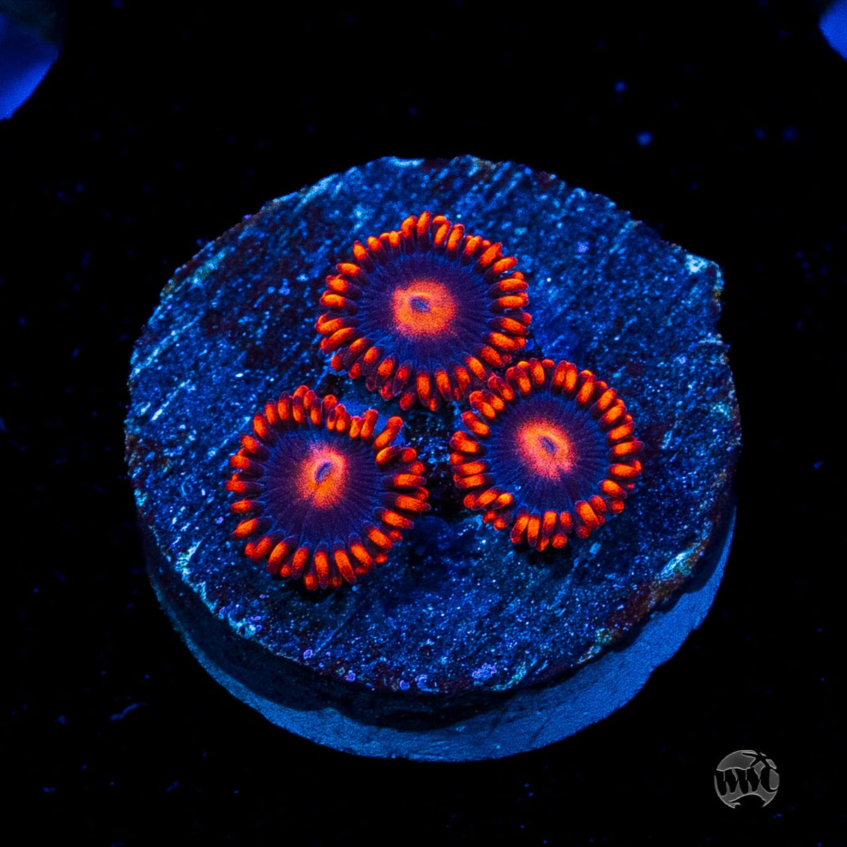 WWC Clementine Zoanthids