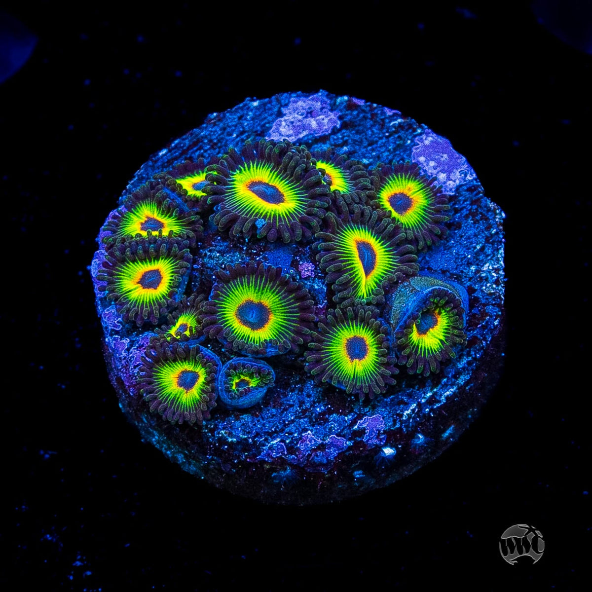 WWC Bob Marley Zoanthids