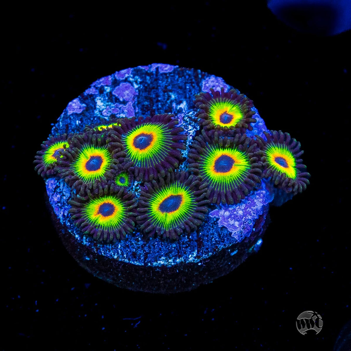 WWC Bob Marley Zoanthids