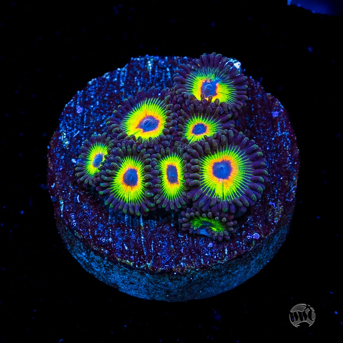 WWC Bob Marley Zoanthids