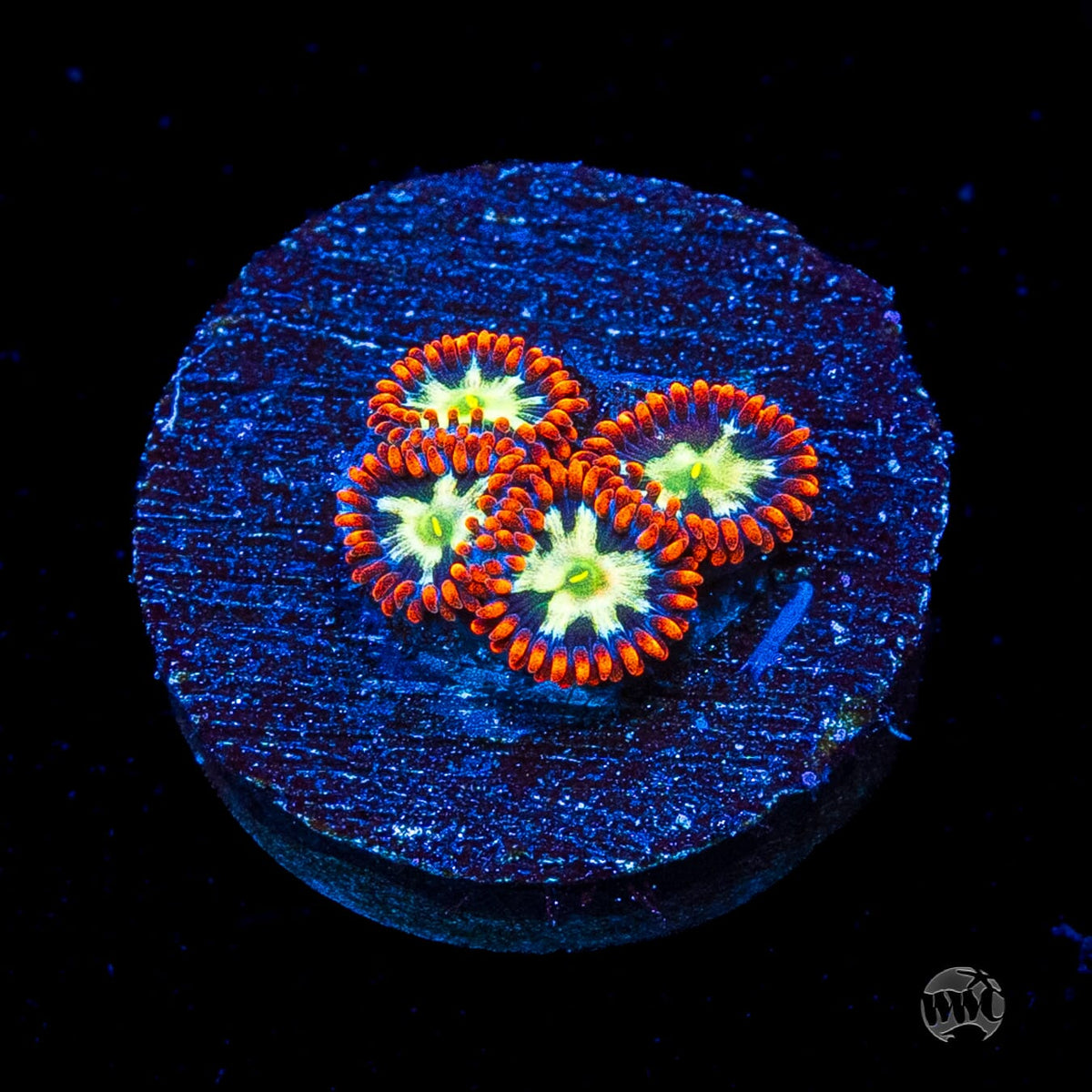 Alpha Omega Zoanthids