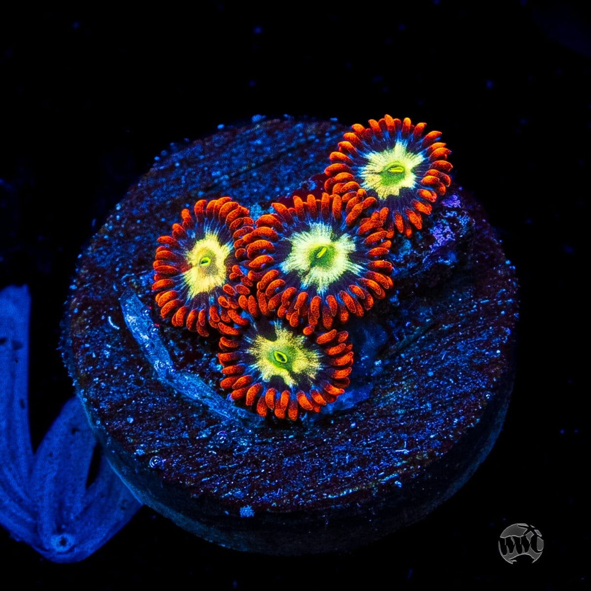 Alpha Omega Zoanthids