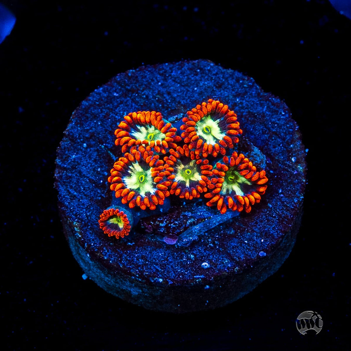 Alpha Omega Zoanthids