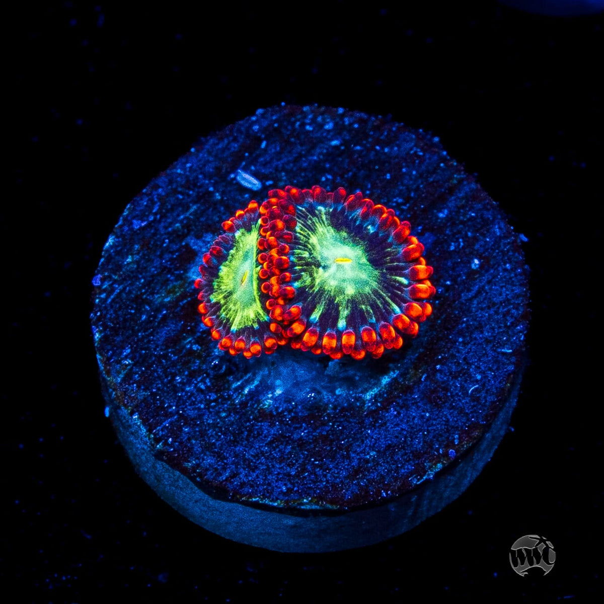 WWC Astral Shift Zoanthids