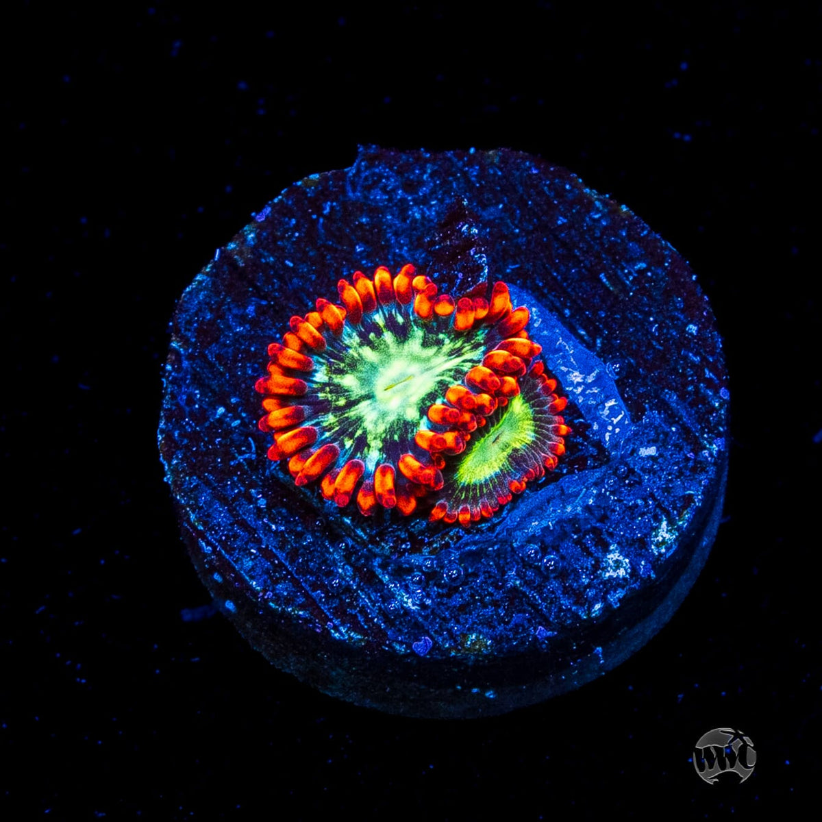 WWC Astral Shift Zoanthids