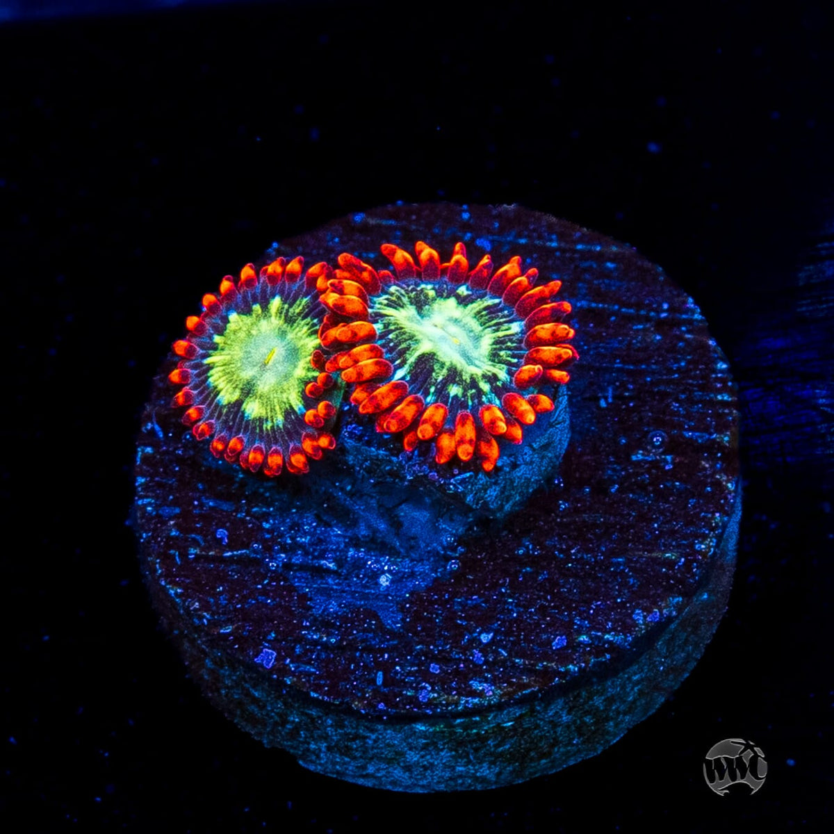 WWC Astral Shift Zoanthids