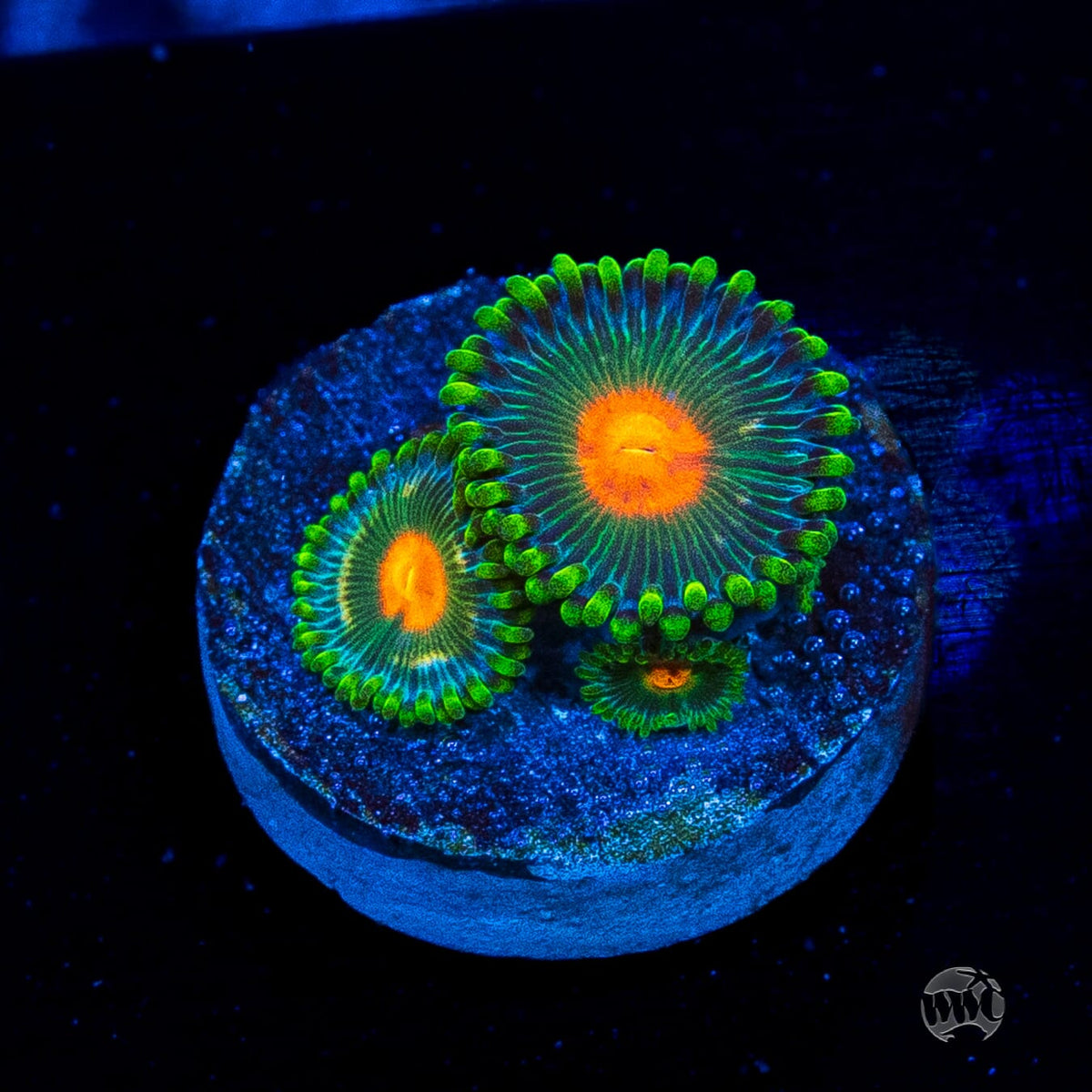 WWC Campfire Zoanthids