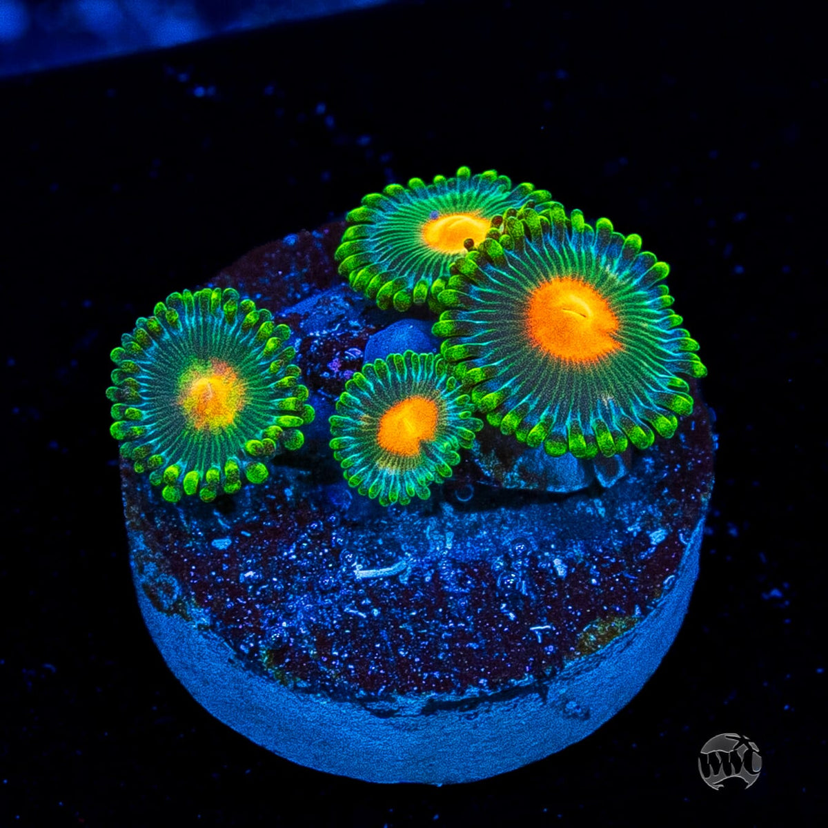 WWC Campfire Zoanthids