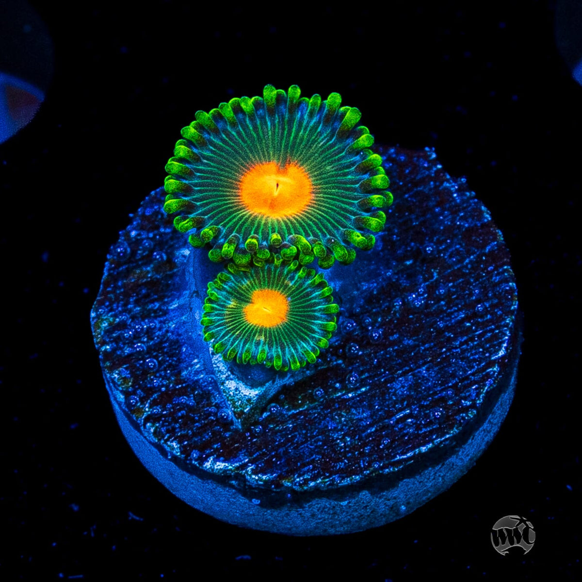 WWC Campfire Zoanthids
