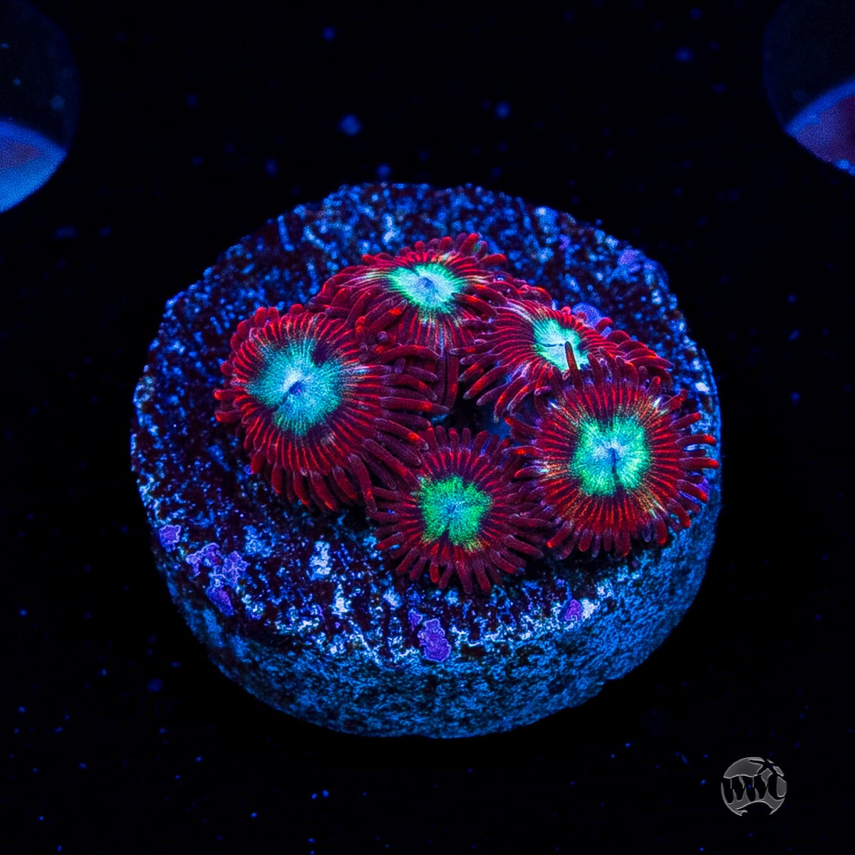 WWC Bloodlust Zoanthids