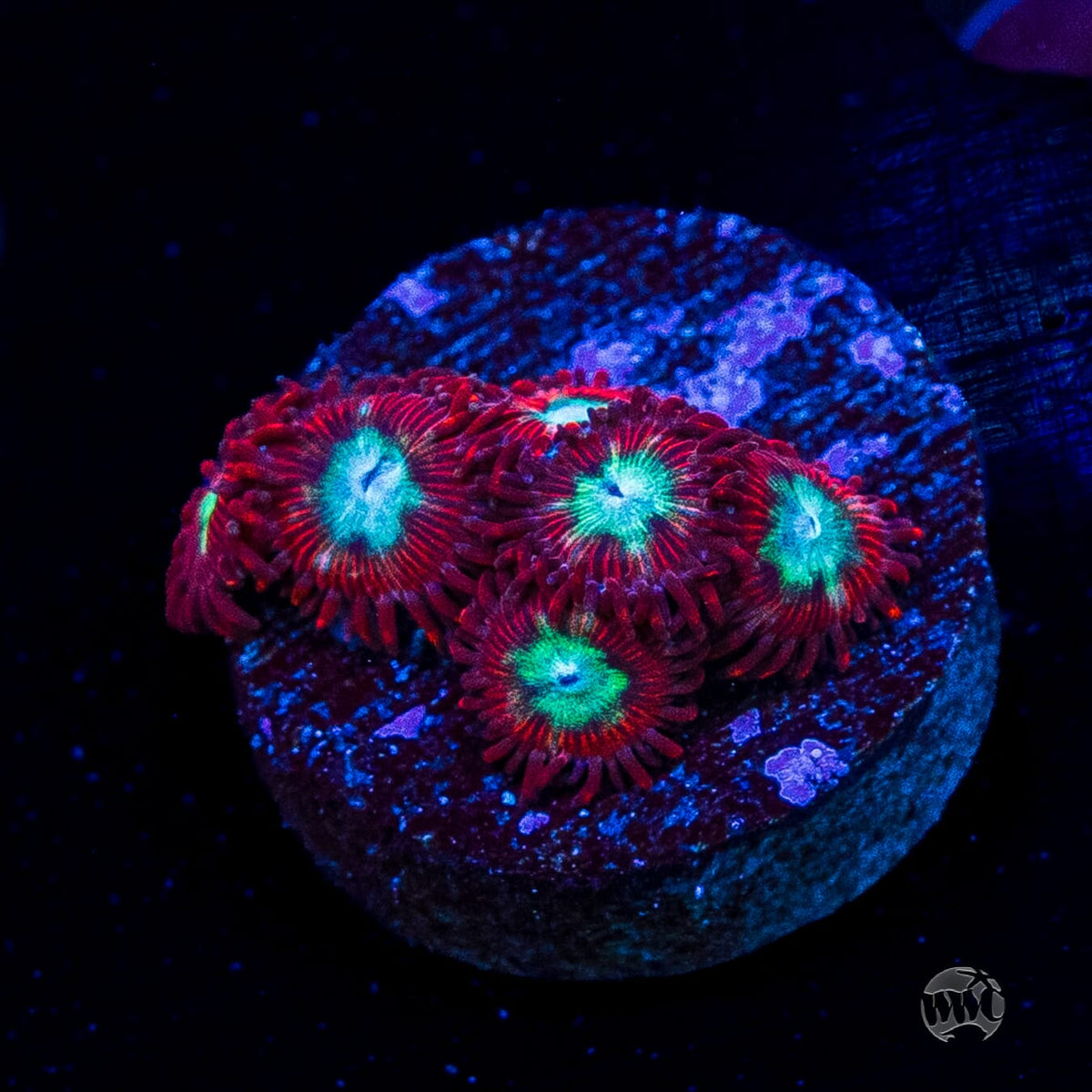 WWC Bloodlust Zoanthids