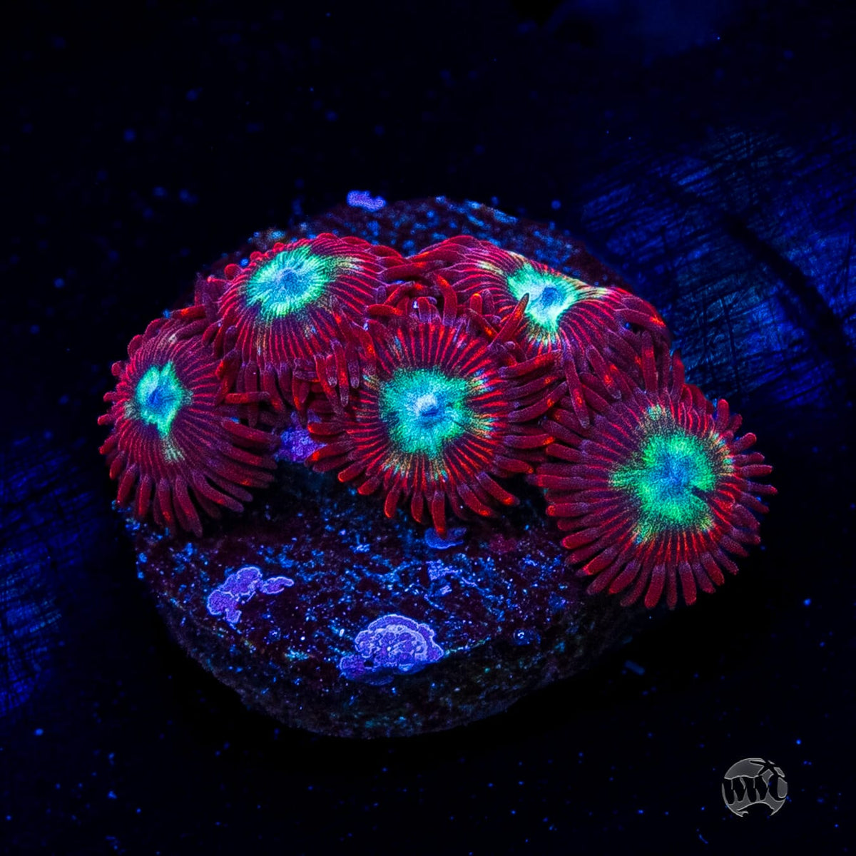 WWC Bloodlust Zoanthids