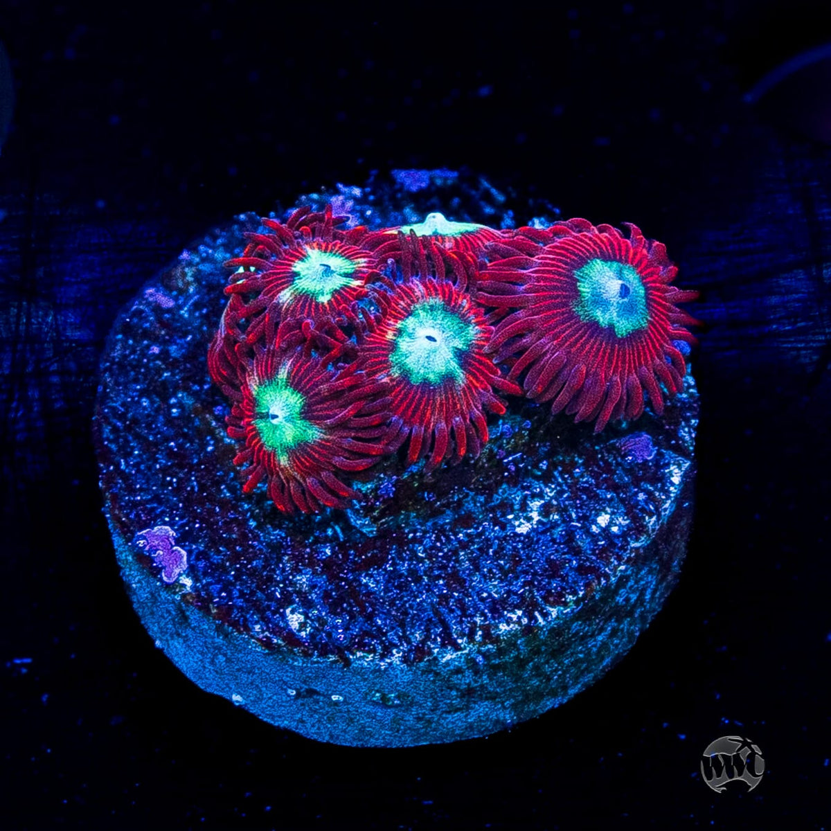 WWC Bloodlust Zoanthids